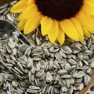 semillas-d-girasol